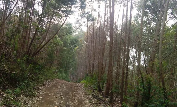 plantation in kottakkambur ,