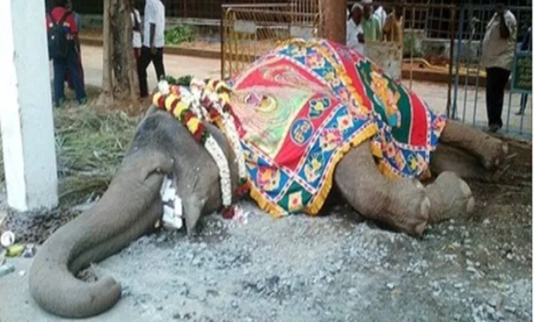 Tiruvannamalai, tamil nadu, Rukku, Elephant, Dogs, Arunachaleswarar Temple