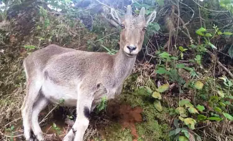 nilgiri tahr census in eravikulam national park