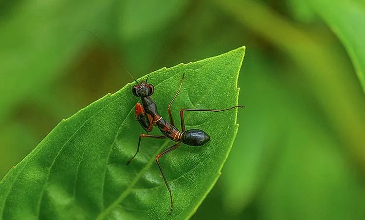 hariharan subrahmanyan, photography