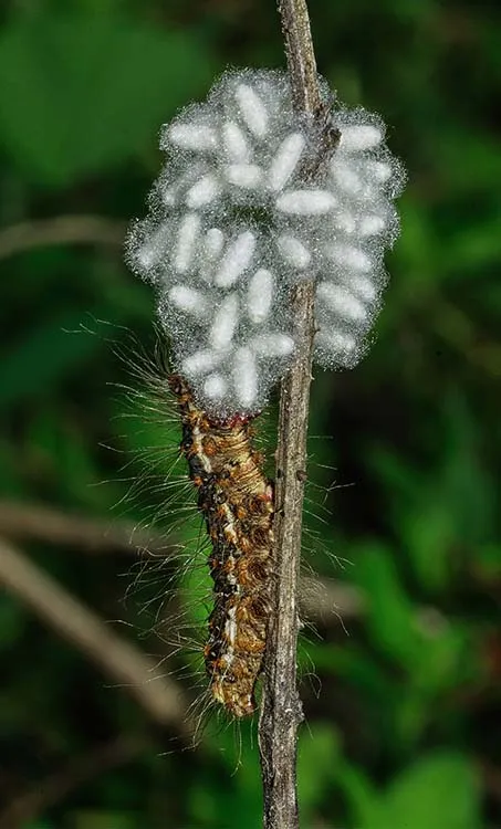 hariharan subrahmanyan, photography