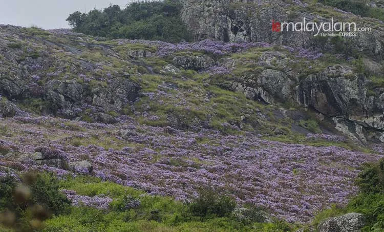 hariharan subramanian, neelakurinji,photos