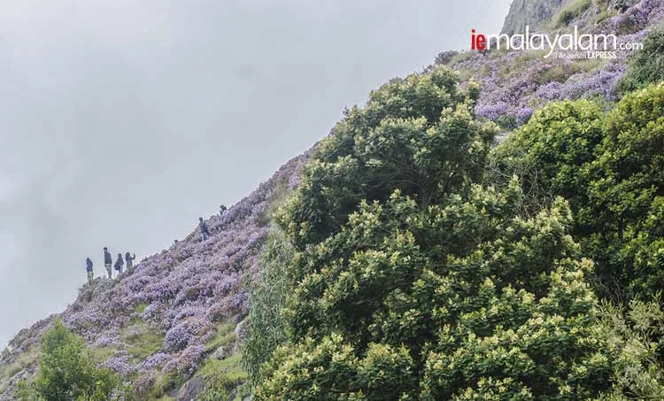 hariharan subramanian, neelakurinji,photos