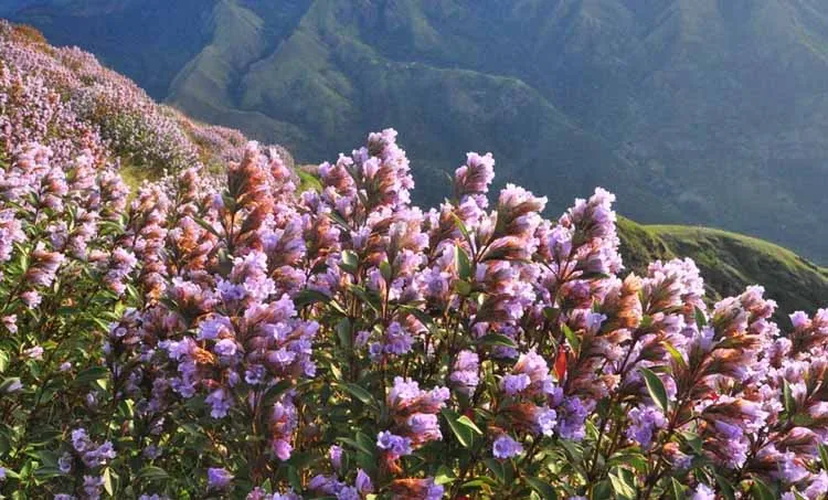 neelakurinji in kolukkumala
