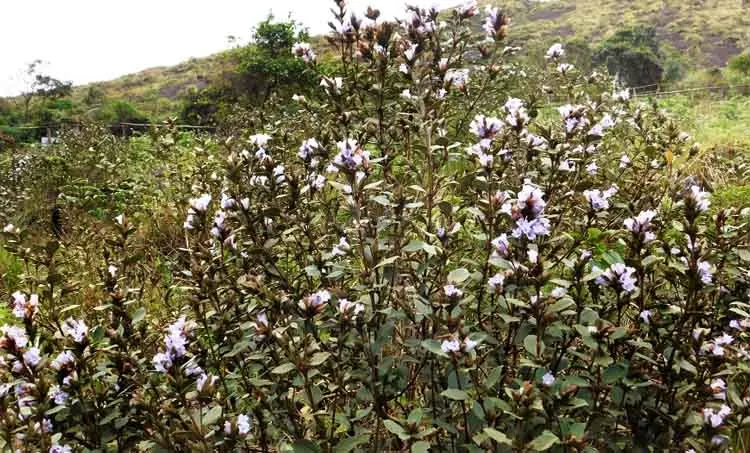 eravikulam national park,neelakurinji,munnar
