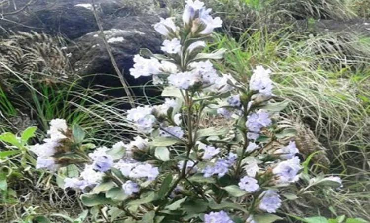 neelakurinji in eravikulam national park