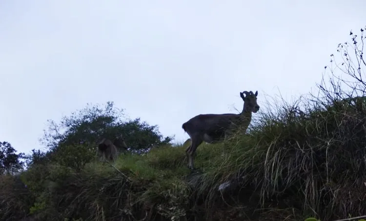 priya a. s, memories,neelakurinji,munnar,abhimanyu,maharajas