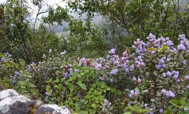 priya a. s, memories,neelakurinji,munnar,abhimanyu,maharajas