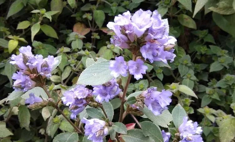 priya a. s, memories,neelakurinji,munnar,abhimanyu,maharajas