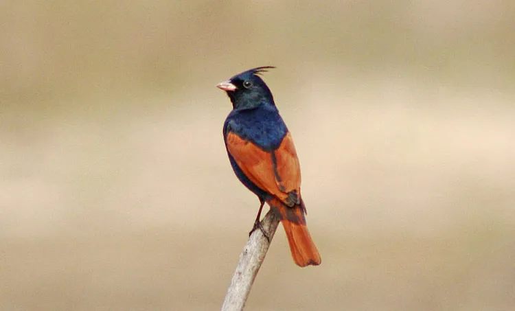 crested bunting , bird sighted in kerala