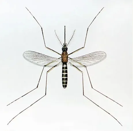west nile fever, dr.manoj vellanadu