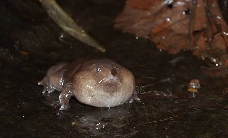 purple frog, ie malayalam
