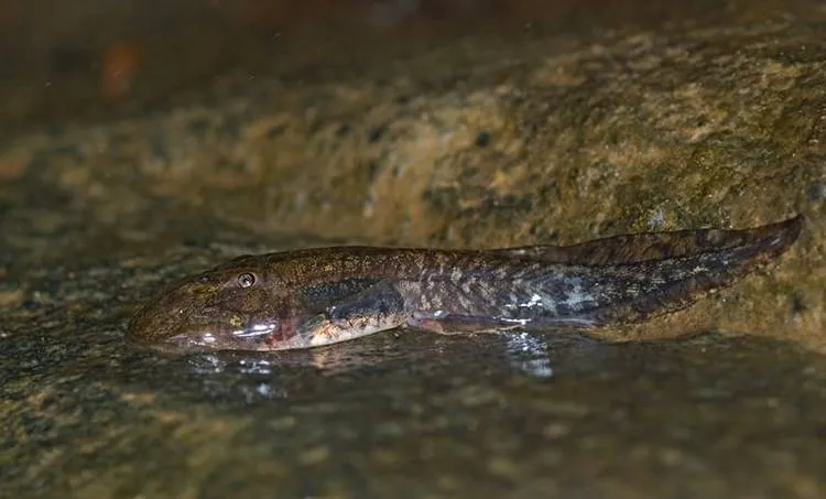 purple frog, ie malayalam