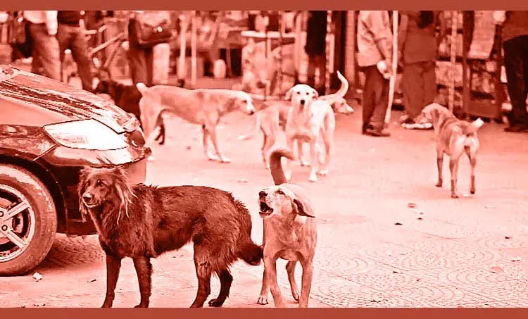 dr.m k narayanan, book, street dogs, iemalayalam