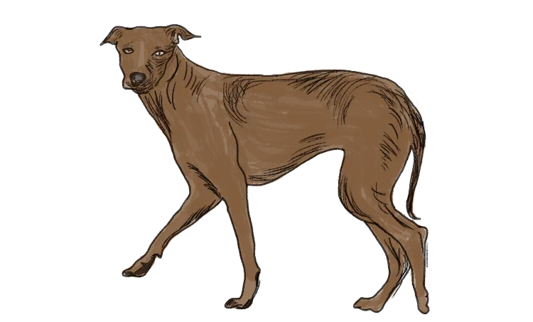 dr.m k narayanan, book, street dogs, iemalayalam
