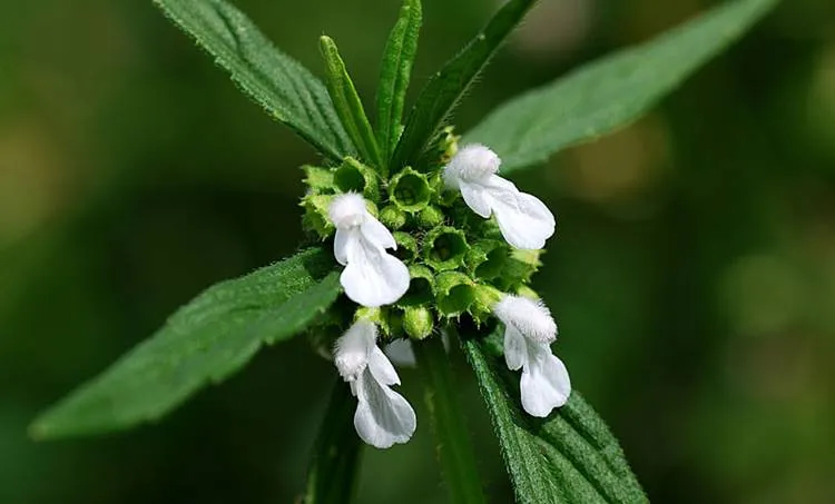 onam, ഓണം, onam holiday, ഓണം അവധി, onam govt holiday, ഓണം സർക്കാർ ഓഫിസുകൾ അവധി, onam school holiday, ie malayalam, ഐഇ മലയാളം