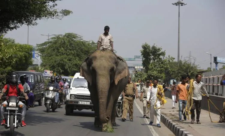 ആനയെ ഒളിപ്പിക്കാൻ പറ്റുമോ?; ലക്ഷ്മിയും പാപ്പാനും കസ്റ്റഡിയിലായത് രണ്ട് മാസത്തിനൊടുവിൽ