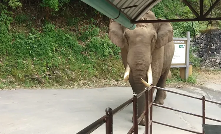 Padayappa, പടയപ്പ, Wild elephant, കാട്ടാന, Tusker, കൊമ്പന്‍, Munnar, മൂന്നാർ, Eravikulam National park, ഇരവികുളം നാഷണല്‍ പാര്‍ക്ക്, Rajamala, Rajamalai, രാജമല, IE Malayalam, ഐഇ മലയാളം
