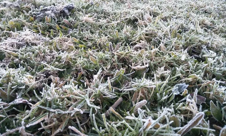 Munnar, മൂന്നാര്‍, Munnar winter, മൂന്നാര്‍ ശൈത്യകാലം, Snowfall in Munnar, മൂന്നാര്‍ മഞ്ഞുവീഴ്ച, Tourists flock to Munnar, മൂന്നാറിലേക്കുള്ള സഞ്ചാരികളുടെ ഒഴുക്ക്, Munnar tourism, മൂന്നാര്‍ ടൂറിസം, IE Malayalam, ഐഇ മലയാളം