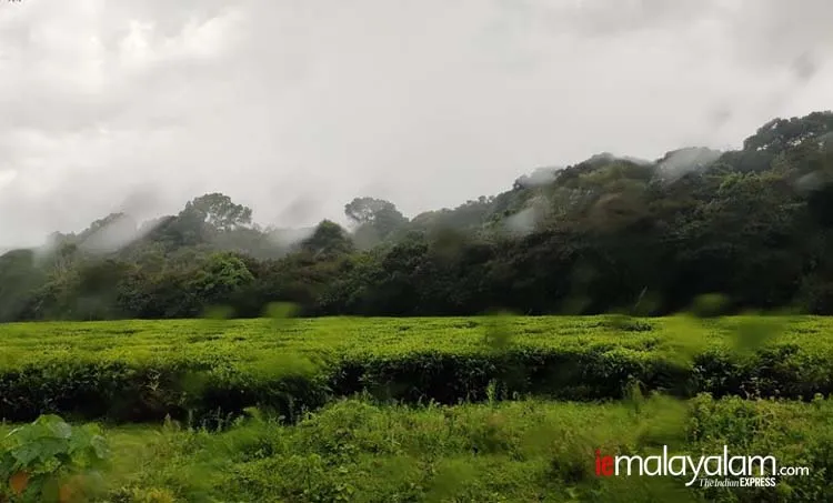 Travelogue, യാത്രാ വിവരണം, Kenya, കെനിയ, Kakamega, കാകമേഗ, Nairobi, നയ്‌രോബി, Kisumu, കിസുമു, kilimanjaro, കിളിമഞ്ചോരോ, Uganda, ഉഗാണ്ട, Africa, ആഫ്രിക്ക, Crying Stone, കരയുന്ന കല്ല്, Equator line, ഭൂമധ്യരേഖ, Ikolomani,  ഇക്കോളോമണി, Swahili സ്വാഹിലി, Luhya tribe, ലുഹ്യ ഗോത്രം, Lake Victoria, വിക്ടോറിയ തടാകം,  ie malayalam, ഐഇ മലയാളം