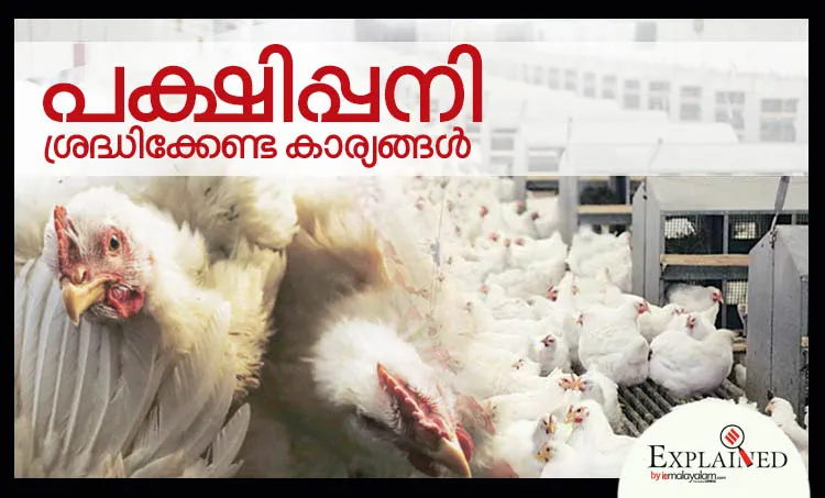 bird flu, പക്ഷിപ്പനി, bird flu in kerala, പക്ഷിപ്പനി കേരളത്തിൽ, bird flu symptoms, പക്ഷിപ്പനി ലക്ഷണങ്ങൾ, what is bird flu, എന്താണ് പക്ഷിപ്പനി? bird flu treatment, പക്ഷിപ്പനി ചികിത്സ, bird flu virus, പക്ഷിപ്പനി പരത്തുന വൈറസ്‌, H5N1, birds flu chicken, കേരളത്തിൽ പക്ഷിപ്പനി ജാഗ്രത,  പക്ഷിപ്പനി കോഴിക്കോട്, bird flu news, പക്ഷിപ്പനി വാർത്തകൾ, malayalam news, news malayalam, malayalam news, malayalam varthakal, മലയാളം വാര്‍ത്തകള്‍, today malayalam news, today news malayalam, todays malayalam news, malayalam today's news, ഇന്നത്തെ മലയാളം വാര്‍ത്തകള്‍, news in malayalam, വാര്‍ത്തകള്‍ മലയാളത്തില്‍, kerala news headlines, കേരള വാര്‍ത്തകള്‍, latest news, പുതിയ വാര്‍ത്തകള്‍, katest malayalam news, പുതിയ മലയാളം വാര്‍ത്തകള്‍, indian express malayalam, ഇന്ത്യന്‍ എക്സ്പ്രസ് മലയാളം, ie malayalam, ഐഇ മലയാളം