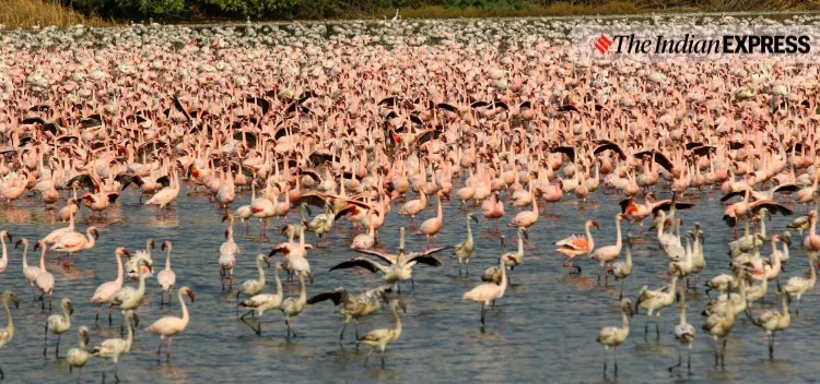 lockdown, Mumbai, covid, flamingo, environment, environment news, ലോക്ക്ഡൗൺ, മുംബൈ, ഫ്ലമിംഗോ, പരിസ്ഥിതി, പരിസ്ഥിതി വാർത്ത, ie malayalam, ഐഇ മലയാളം