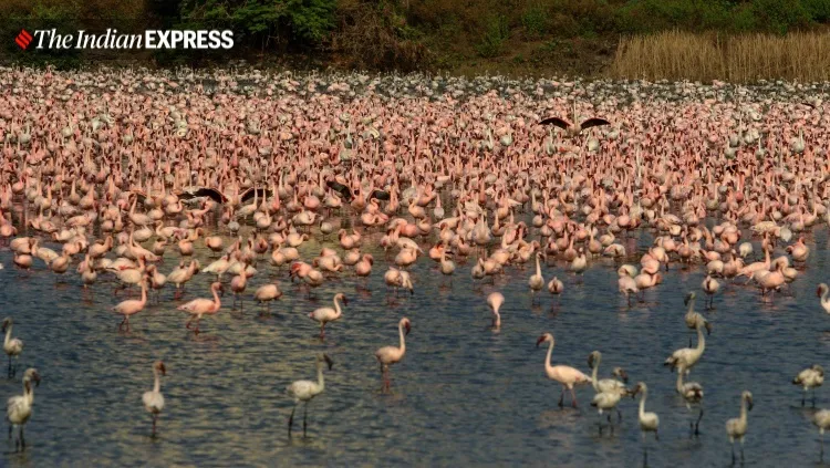 lockdown, Mumbai, covid, flamingo, environment, environment news, ലോക്ക്ഡൗൺ, മുംബൈ, ഫ്ലമിംഗോ, പരിസ്ഥിതി, പരിസ്ഥിതി വാർത്ത, ie malayalam, ഐഇ മലയാളം