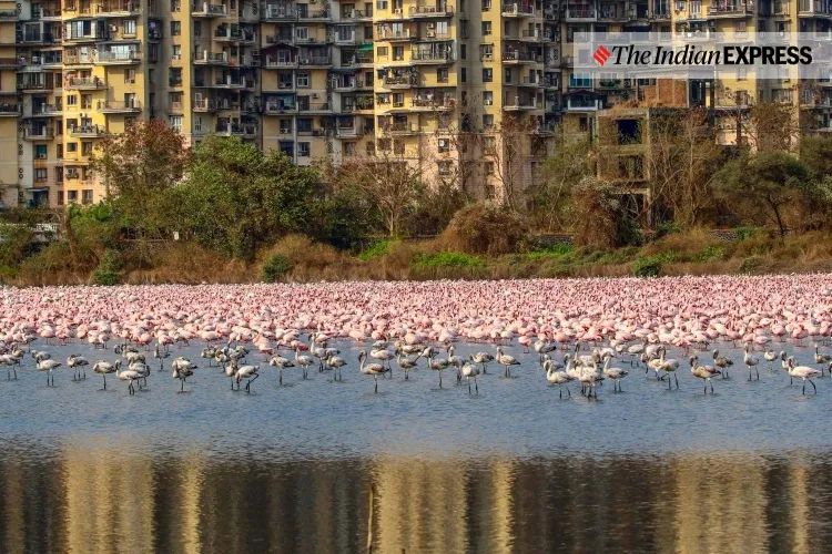 lockdown, Mumbai, covid, flamingo, environment, environment news, ലോക്ക്ഡൗൺ, മുംബൈ, ഫ്ലമിംഗോ, പരിസ്ഥിതി, പരിസ്ഥിതി വാർത്ത, ie malayalam, ഐഇ മലയാളം