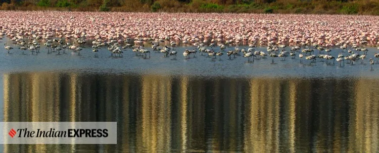 lockdown, Mumbai, covid, flamingo, environment, environment news, ലോക്ക്ഡൗൺ, മുംബൈ, ഫ്ലമിംഗോ, പരിസ്ഥിതി, പരിസ്ഥിതി വാർത്ത, ie malayalam, ഐഇ മലയാളം