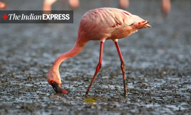 lockdown, Mumbai, covid, flamingo, environment, environment news, ലോക്ക്ഡൗൺ, മുംബൈ, ഫ്ലമിംഗോ, പരിസ്ഥിതി, പരിസ്ഥിതി വാർത്ത, ie malayalam, ഐഇ മലയാളം