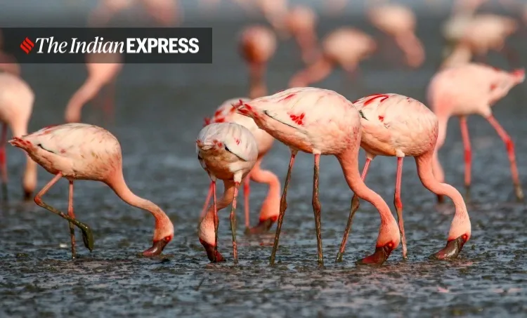 lockdown, Mumbai, covid, flamingo, environment, environment news, ലോക്ക്ഡൗൺ, മുംബൈ, ഫ്ലമിംഗോ, പരിസ്ഥിതി, പരിസ്ഥിതി വാർത്ത, ie malayalam, ഐഇ മലയാളം