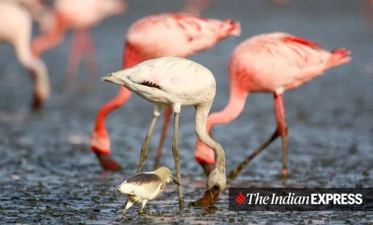 lockdown, Mumbai, covid, flamingo, environment, environment news, ലോക്ക്ഡൗൺ, മുംബൈ, ഫ്ലമിംഗോ, പരിസ്ഥിതി, പരിസ്ഥിതി വാർത്ത, ie malayalam, ഐഇ മലയാളം