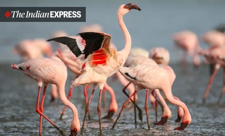 lockdown, Mumbai, covid, flamingo, environment, environment news, ലോക്ക്ഡൗൺ, മുംബൈ, ഫ്ലമിംഗോ, പരിസ്ഥിതി, പരിസ്ഥിതി വാർത്ത, ie malayalam, ഐഇ മലയാളം