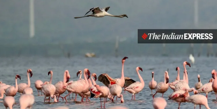 lockdown, Mumbai, covid, flamingo, environment, environment news, ലോക്ക്ഡൗൺ, മുംബൈ, ഫ്ലമിംഗോ, പരിസ്ഥിതി, പരിസ്ഥിതി വാർത്ത, ie malayalam, ഐഇ മലയാളം
