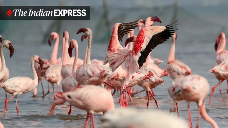 lockdown, Mumbai, covid, flamingo, environment, environment news, ലോക്ക്ഡൗൺ, മുംബൈ, ഫ്ലമിംഗോ, പരിസ്ഥിതി, പരിസ്ഥിതി വാർത്ത, ie malayalam, ഐഇ മലയാളം