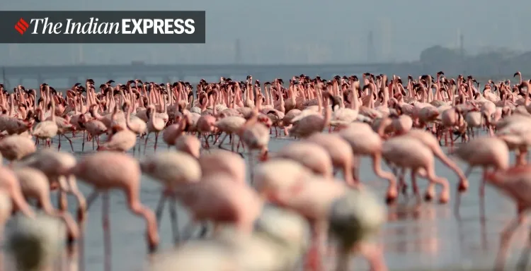 lockdown, Mumbai, covid, flamingo, environment, environment news, ലോക്ക്ഡൗൺ, മുംബൈ, ഫ്ലമിംഗോ, പരിസ്ഥിതി, പരിസ്ഥിതി വാർത്ത, ie malayalam, ഐഇ മലയാളം