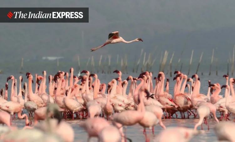 lockdown, Mumbai, covid, flamingo, environment, environment news, ലോക്ക്ഡൗൺ, മുംബൈ, ഫ്ലമിംഗോ, പരിസ്ഥിതി, പരിസ്ഥിതി വാർത്ത, ie malayalam, ഐഇ മലയാളം