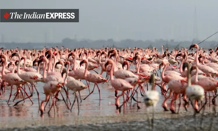 lockdown, Mumbai, covid, flamingo, environment, environment news, ലോക്ക്ഡൗൺ, മുംബൈ, ഫ്ലമിംഗോ, പരിസ്ഥിതി, പരിസ്ഥിതി വാർത്ത, ie malayalam, ഐഇ മലയാളം