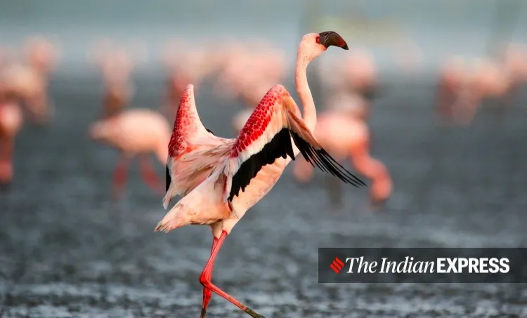 lockdown, Mumbai, covid, flamingo, environment, environment news, ലോക്ക്ഡൗൺ, മുംബൈ, ഫ്ലമിംഗോ, പരിസ്ഥിതി, പരിസ്ഥിതി വാർത്ത, ie malayalam, ഐഇ മലയാളം