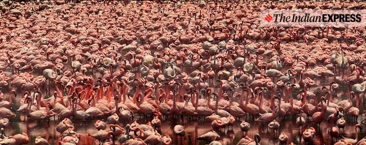 lockdown, Mumbai, covid, flamingo, environment, environment news, ലോക്ക്ഡൗൺ, മുംബൈ, ഫ്ലമിംഗോ, പരിസ്ഥിതി, പരിസ്ഥിതി വാർത്ത, ie malayalam, ഐഇ മലയാളം
