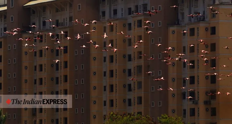 lockdown, Mumbai, covid, flamingo, environment, environment news, ലോക്ക്ഡൗൺ, മുംബൈ, ഫ്ലമിംഗോ, പരിസ്ഥിതി, പരിസ്ഥിതി വാർത്ത, ie malayalam, ഐഇ മലയാളം