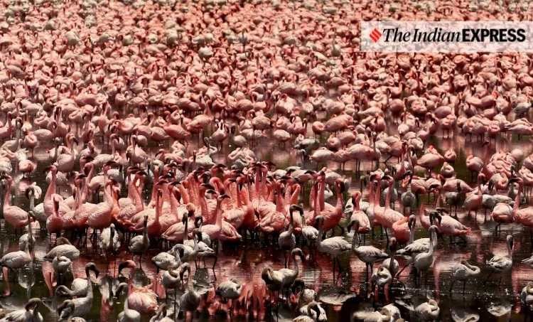 lockdown, Mumbai, covid, flamingo, environment, environment news, ലോക്ക്ഡൗൺ, മുംബൈ, ഫ്ലമിംഗോ, പരിസ്ഥിതി, പരിസ്ഥിതി വാർത്ത, ie malayalam, ഐഇ മലയാളം