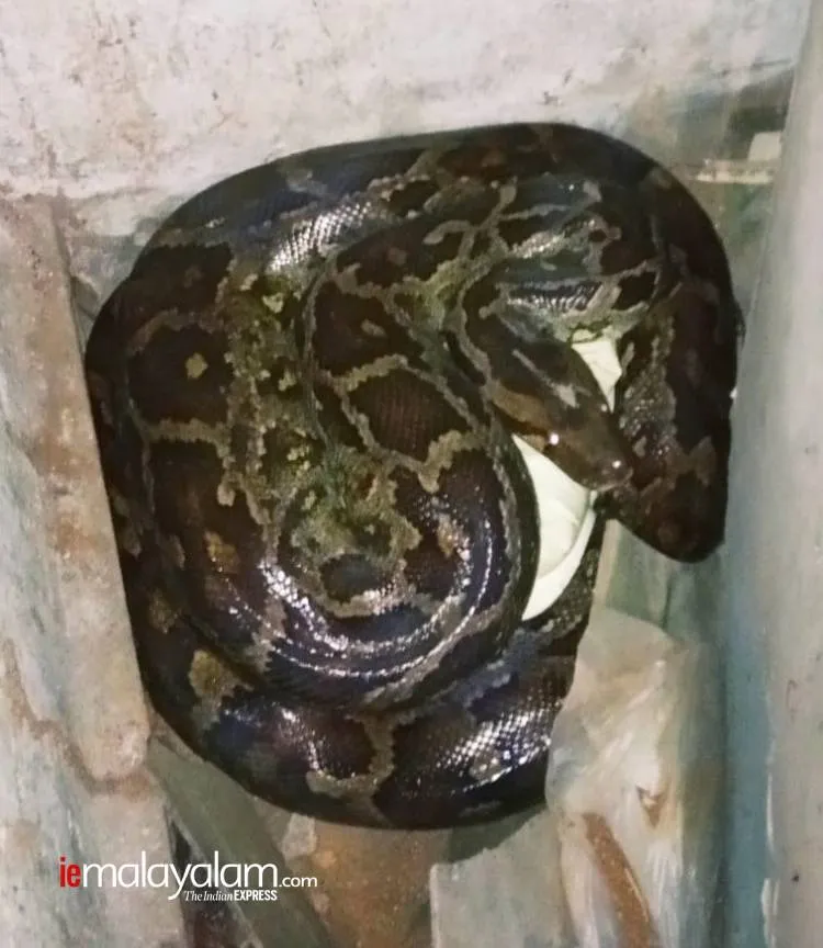 lockdown, ലോക്ക്ഡൗൺ, snake, പാമ്പ്, python, പെരുമ്പാമ്പ്, payyannur, പയ്യന്നൂർ, kannur, കണ്ണൂർ, jwellery, ജ്വല്ലറി, ie malayalam, ഐഇ മലയാളം