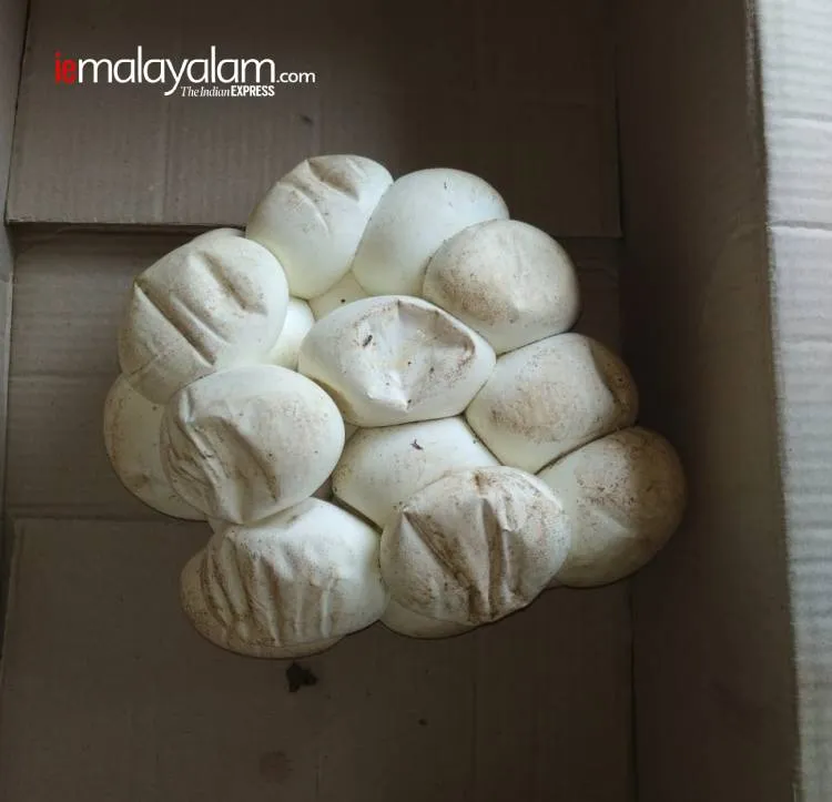 lockdown, ലോക്ക്ഡൗൺ, snake, പാമ്പ്, python, പെരുമ്പാമ്പ്, payyannur, പയ്യന്നൂർ, kannur, കണ്ണൂർ, jwellery, ജ്വല്ലറി, ie malayalam, ഐഇ മലയാളം