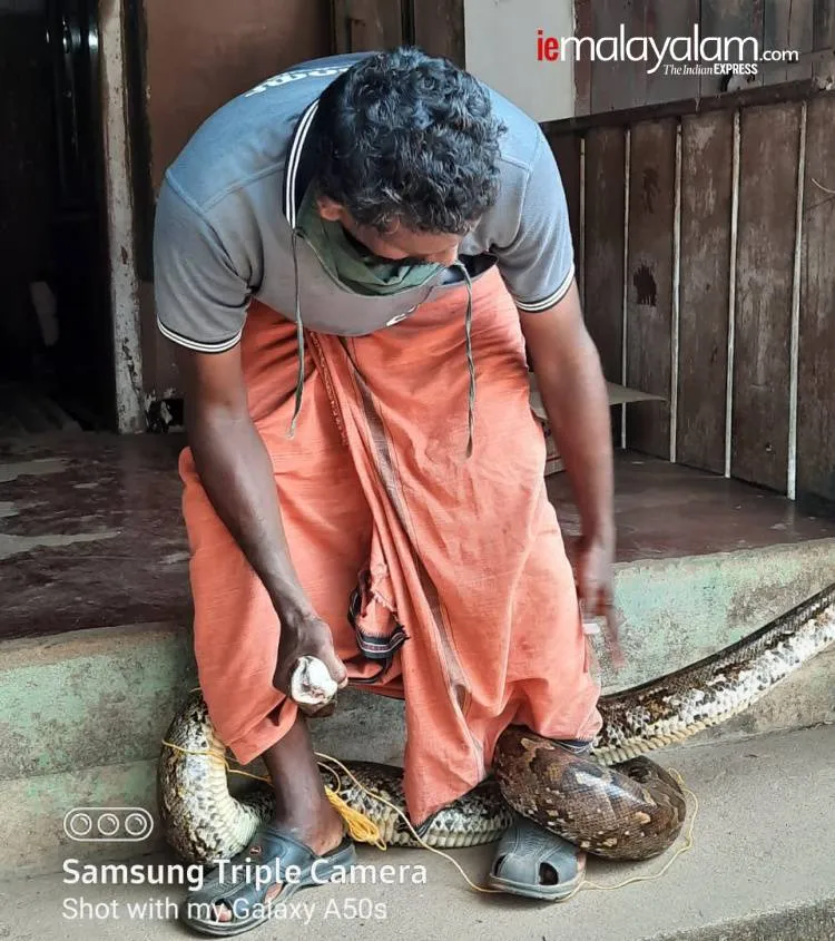 lockdown, ലോക്ക്ഡൗൺ, snake, പാമ്പ്, python, പെരുമ്പാമ്പ്, payyannur, പയ്യന്നൂർ, kannur, കണ്ണൂർ, jwellery, ജ്വല്ലറി, ie malayalam, ഐഇ മലയാളം