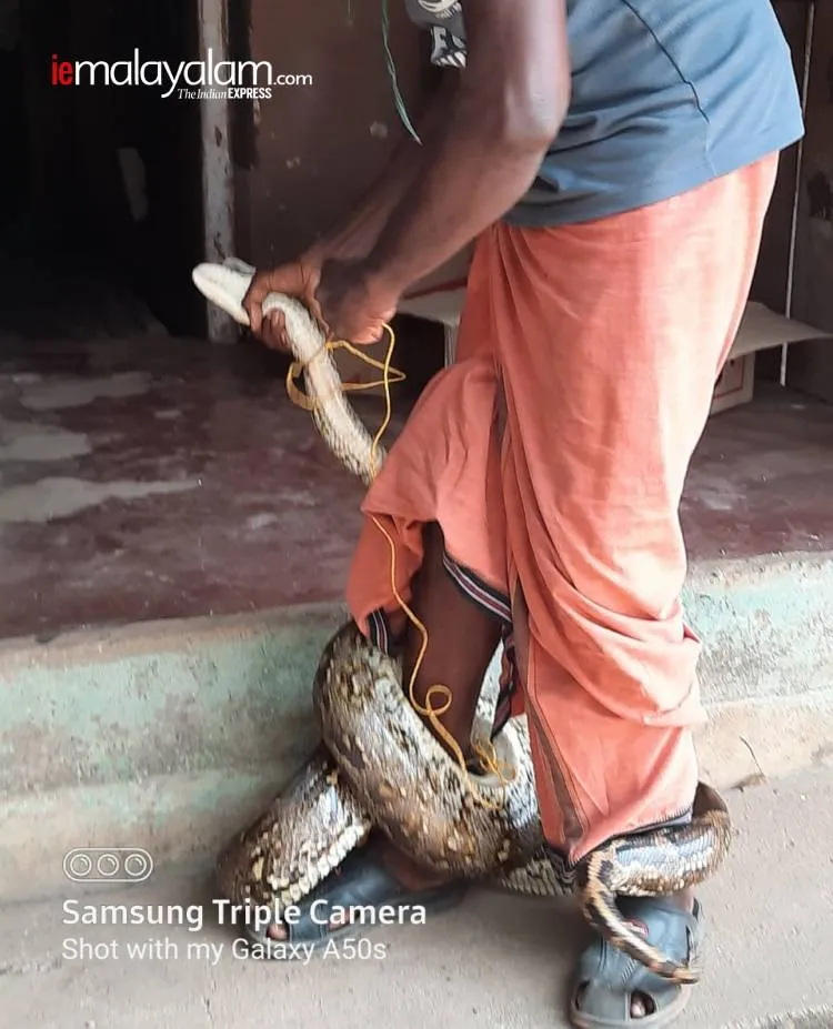 lockdown, ലോക്ക്ഡൗൺ, snake, പാമ്പ്, python, പെരുമ്പാമ്പ്, payyannur, പയ്യന്നൂർ, kannur, കണ്ണൂർ, jwellery, ജ്വല്ലറി, ie malayalam, ഐഇ മലയാളം
