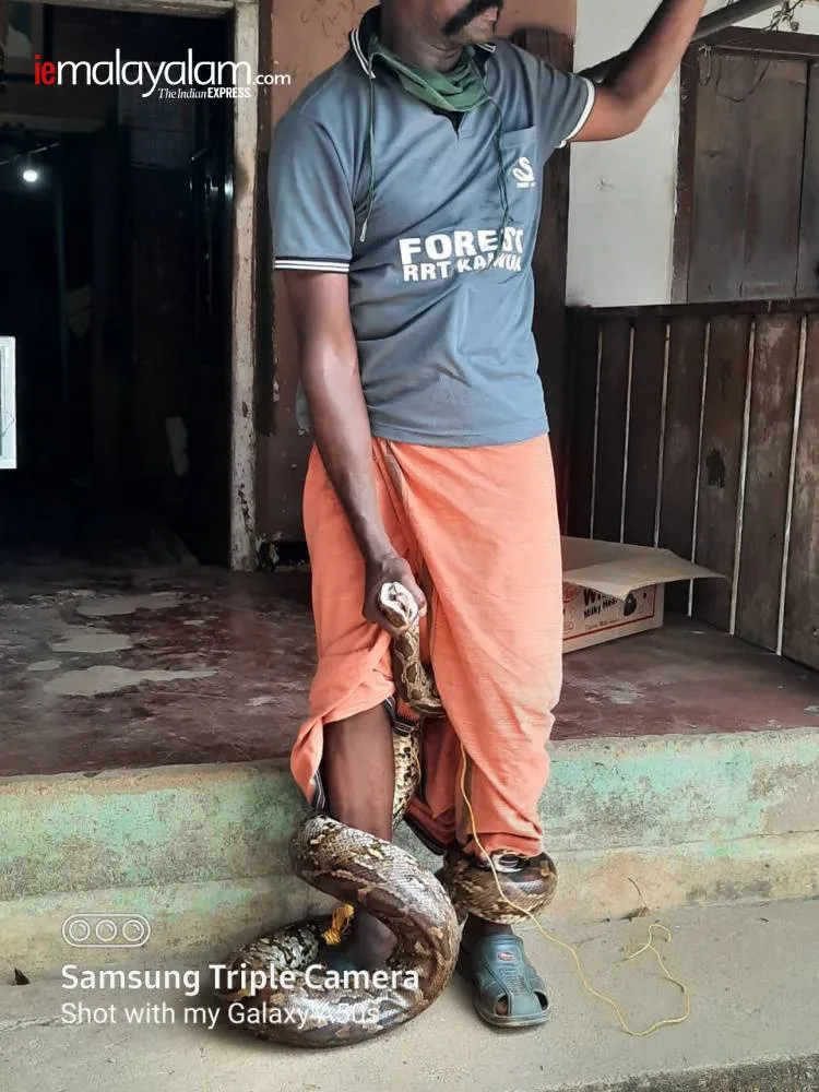 lockdown, ലോക്ക്ഡൗൺ, snake, പാമ്പ്, python, പെരുമ്പാമ്പ്, payyannur, പയ്യന്നൂർ, kannur, കണ്ണൂർ, jwellery, ജ്വല്ലറി, ie malayalam, ഐഇ മലയാളം