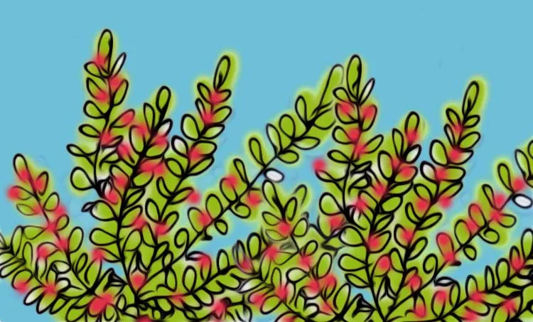 Sheeba EK Novel, Misoi San, Malayalam Novel, Novel, Sheeba EK, Childrens's Literature, മിസോയ് സാൻ, ഷീബ ഇകെ, ബാല സാഹിത്യം, കുട്ടികളുടെ നോവൽ, നോവൽ, Online Literature, ഓൺലൈൻ സാഹിത്യം, IE Malayalam, ഐഇ മലയാളം