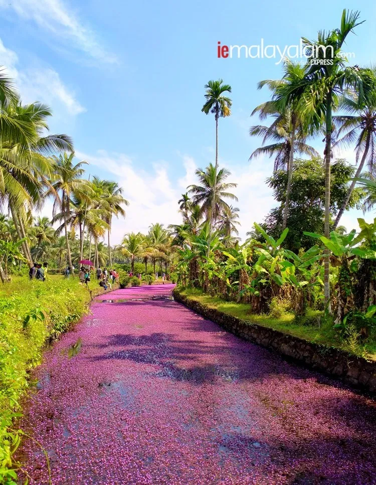 pink bloom, പിങ്ക് വസന്തം, avala village, ആവള ഗ്രാമം, Forked Fanwort, mullan payal, മുള്ളന്‍പായല്‍, camomba furcata, കബോംബ ഫര്‍ക്കേറ്റ, cabomba caroliniana, കബോംബ കരോളിനിയാന, മുള്ളന്‍പായല്‍, Forked Fanwort photos, മുള്ളന്‍പായല്‍ ചിത്രങ്ങൾ, Forked Fanwort photos avala, mullan payal photos avala, മുള്ളന്‍പായല്‍ ചിത്രങ്ങൾ ആവള, Forked Fanwort photos perambra, mullan payal photos perambra, മുള്ളന്‍പായല്‍ ചിത്രങ്ങൾ പേരാമ്പ്ര, Forked Fanwort photos kozhikode, mullan payal photos kozhikode, മുള്ളന്‍പായല്‍ ചിത്രങ്ങൾ കോഴിക്കോട്, Forked Fanwort photos kerala, mullan payal photos kerala,  മുള്ളന്‍പായല്‍ ചിത്രങ്ങൾ കേരള, avala pandi, ആവളപ്പാണ്ടി, indian express malayalam, ഇന്ത്യൻ എക്‌സ്‌പ്രസ് മലയാളം, ie malayalam, ഐഇ മലയാളം