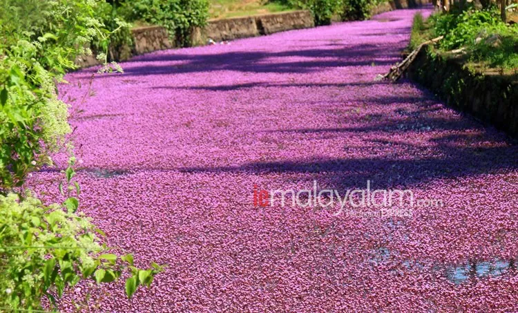 pink bloom, പിങ്ക് വസന്തം, avala village, ആവള ഗ്രാമം, Forked Fanwort, mullan payal, മുള്ളന്‍പായല്‍, camomba furcata, കബോംബ ഫര്‍ക്കേറ്റ, cabomba caroliniana, കബോംബ കരോളിനിയാന, മുള്ളന്‍പായല്‍, Forked Fanwort photos, മുള്ളന്‍പായല്‍ ചിത്രങ്ങൾ, Forked Fanwort photos avala, mullan payal photos avala, മുള്ളന്‍പായല്‍ ചിത്രങ്ങൾ ആവള, Forked Fanwort photos perambra, mullan payal photos perambra, മുള്ളന്‍പായല്‍ ചിത്രങ്ങൾ പേരാമ്പ്ര, Forked Fanwort photos kozhikode, mullan payal photos kozhikode, മുള്ളന്‍പായല്‍ ചിത്രങ്ങൾ കോഴിക്കോട്, Forked Fanwort photos kerala, mullan payal photos kerala,  മുള്ളന്‍പായല്‍ ചിത്രങ്ങൾ കേരള, avala pandi, ആവളപ്പാണ്ടി, indian express malayalam, ഇന്ത്യൻ എക്‌സ്‌പ്രസ് മലയാളം, ie malayalam, ഐഇ മലയാളം